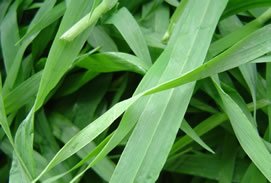 thumbnail image 2 of Organic Barley Grass Powder – 200g 2 of 11