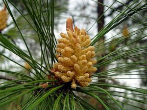 Pine Pollen