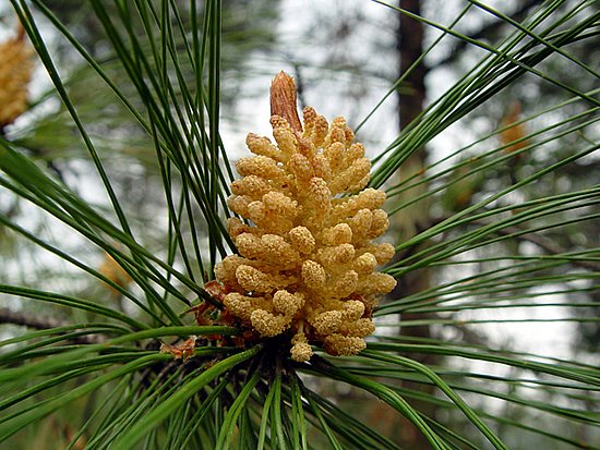 Pine Pollen